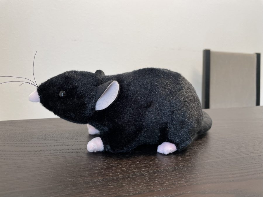 A black rat photographed at large on a wooden table